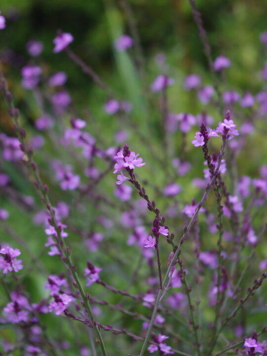 Verbena officinalis var. grandiflora Bampton